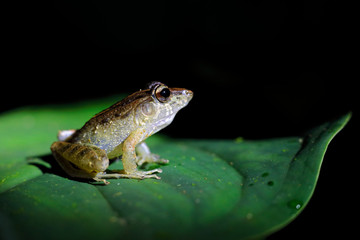 Craugastor fitzingeri, Common Rain Frog,  green yellow frog sitting on the leaves in the nature habitat in Corcovado, Costa Rica. Amphibian from tropic forest. Wildlife in Central America.