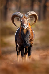 mouflon, ovis orientalis, portrait of mammal with big horns, prague, czech republic. wildlife scene 