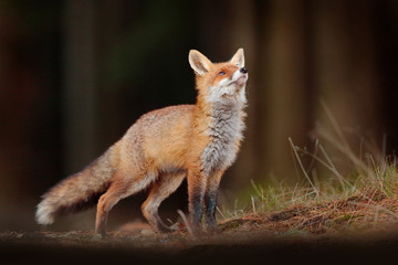 cute red fox, vulpes vulpes in fall forest. beautiful animal in the nature habitat. wildlife scene f