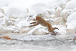 Monkey Japanese macaque, Macaca fuscata, jumping across the river, Japan. Snowy winter in Asia. Funny nature scene with monkey. Animal behaviour in cold winter.