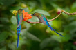 Long-tailed Sylph, Aglaiocercus kingi, rare hummingbird from Colombia, gree-blue bird flying next to beautiful orange flower, action feeding scene in tropical forest, animal in the nature habitat.