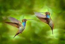 Hummingbird In Flight, Green Forest Nature Habitat, White-tailed Hillstar, Urochroa Bougueri, Montezuma, Colombia.