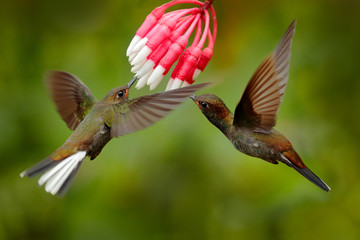 Wall Mural - White-tailed Hillstar, Urochroa bougueri, two hummingbirds in flight by the ping flower, green and yellow background, two feeding birds in the nature habitat, Montezuma, Colombia.