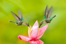 Two Hummingbird From Colombia. Andean Emerald, Amazilia Franciae, With Pink Red Flower, Clear Green Background, Colombia. Wildlife Scene From Nature. Hummingbird In The Tropic Jungle Forest.