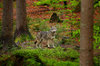 Gray wolf, Canis lupus, in the spring light, in the forest with green leaves. Wolf in the nature habitat. Wild animal in the orange leaves on the ground, Germany.