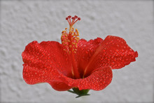 Red Flower With Water Drops