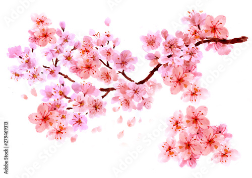 Sakura watercolor background for graphic design, hand painted on paper, sakur...