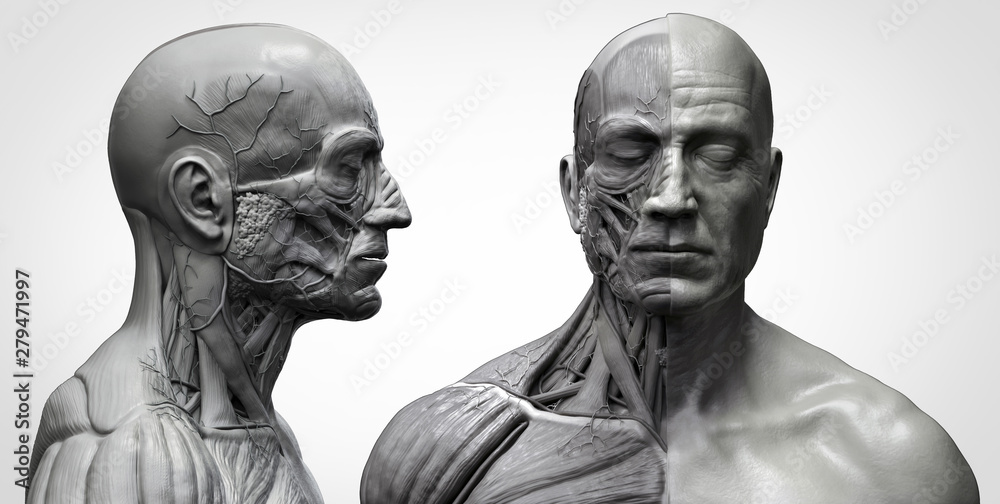 Human body anatomy muscles structure of a man in black and white ...