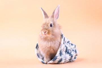 Wall Mural - The cute little rabbit is hiding in a white-gray knitted hat, orange backdrop.