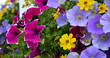 Balkonblumen - bunte Blütenpracht