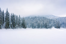 Coniferous Forest On Snow Covered Lake. Beautiful Nature Scenery On A Cloudy Day In Winter. Trees In Snow. Gloomy Overcast Sky In Them Morning.
