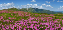 Blossoming Slopes Of Carpathian Mountains With Pink Rhododendron Flowers