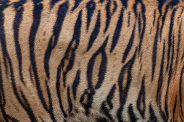 Poster - Tiger skin abstract background.