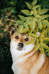 Poster - Cute golden dog looking with adorable eyes and lying under green leaves and wildflowers in sunny meadow in mountains at sunset. Traveling together with pets. Top view