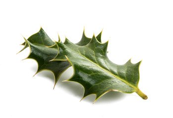 Wall Mural - Holly - traditional Christmas plant