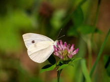 Small Cabbage White Butterfly On Clover Flower. Defocussed Background. Pieris Rapae.