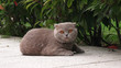 Funny fat Persian cat with orange eyes lying on the sidewalk