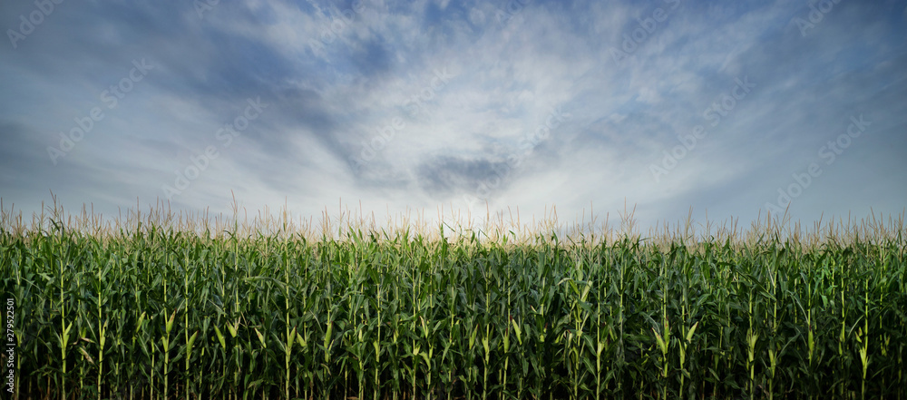 Corn Field ready to be Harvested - obrazy, fototapety, plakaty 