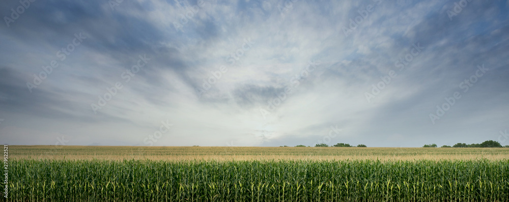 Corn Field ready to be Harvested - obrazy, fototapety, plakaty 