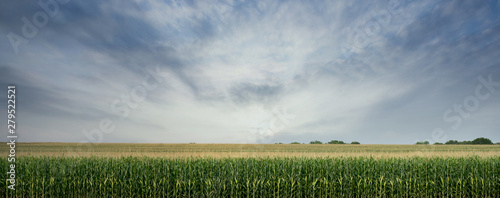 Cuadros en Lienzo Corn Field ready to be Harvested
