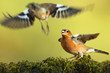 Common chaffinch with wings spread open fighting for the territory