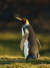 Wall Mural - close up of a king penguin walking on grass