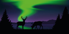 Reindeer By The Lake With Beautiful Green Polar Lights Wildlife Nature Landscape Vector Illustration EPS10