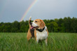 Beagle dog on the background of the rainbow after the summer rain