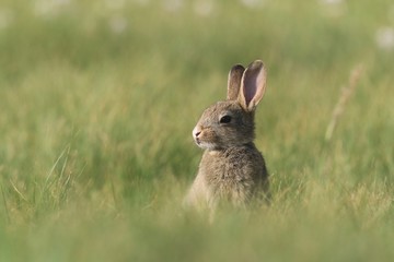 Young European rabbit in the nature habitat. Oryctolagus cuniculus. Wildlife scene from nature. Portrait of a European rabbit