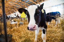 Calf In The Cowshed