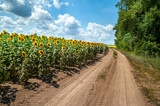 Fototapeta Na ścianę - Blooming sunflower field and country road. Sunflowers field and blue sky with white and gray clouds background.