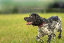Proud Young Proud English Springer Spaniel Hunting Dog On A Meadow