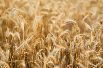 Wall Mural - Wheat closeup. Wheat field. Background of ripening ears of wheat. Harvest and food concept.