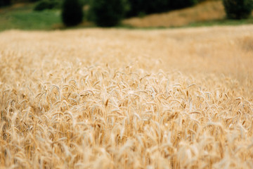 Wall Mural - Yellow wheat grain ready for harvest in farm field