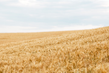 Wall Mural - Yellow wheat grain ready for harvest in farm field