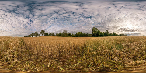 Wall Mural - full seamless spherical hdri panorama 360 degrees angle view among harvested rye and wheat fields with Hay bales in summer day with beautiful cirrocumilus clouds in equirectangular projection