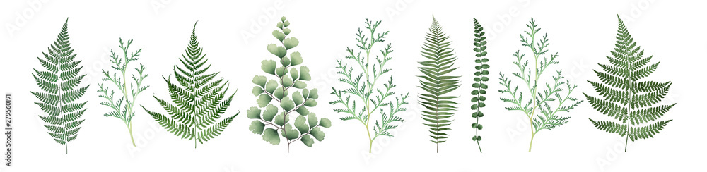 Large collection of floral elements isolated on white. Watercolor ...