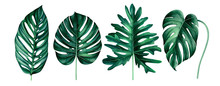 Set Of Exotic Tropical Leaves Isolated On White. Watercolor Illustration.