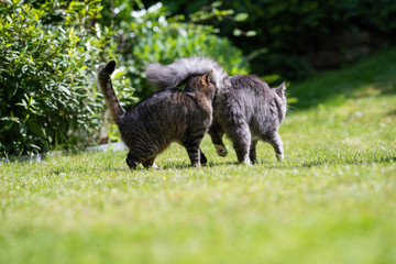 Tabby cat smelling on the butt of a young blue tabby maine coon cat outdoors in the back yard on a sunny day