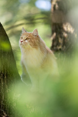 young cream tabby ginger maine coon cat sitting on tree observing the garden curiously with defocused leaves in the foreground