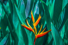 Heliconia Psittacorum Or Heliconia Golden Torch Or False Bird Of Paradise Flower. Exotic Tropical Flowers In The Jungle Garden With Leaves Background.