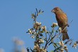 Male House Finch Perched in Mulefat