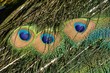 Peacock Eyespots in Tail Feathers
