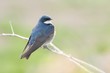 Tree Swallow Perched on a Branch