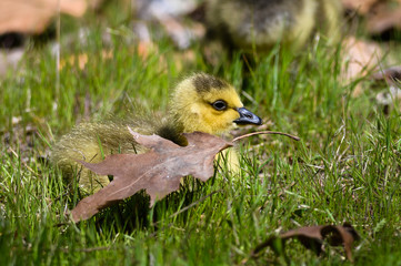 Canvas Print - Newborn Goslings Resting Quietly Beside a Leaf in the Grass