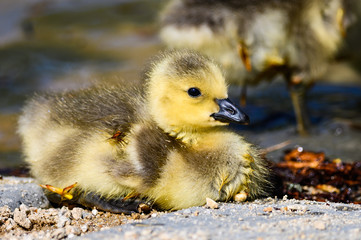 Canvas Print - Newborn Gosling Resting Quietly on the Soft Ground