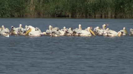 Wall Mural - The great white pelican (Pelecanus onocrotalus), a flock of birds fishes in the estuary. Tuzla estuary, Odessa region, Ukraine