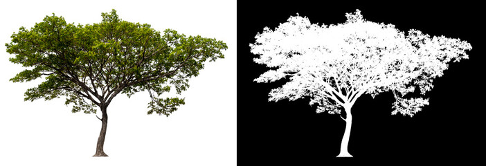 single tree with clipping path and alpha channel