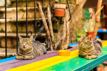 Wall Mural - Cute feral alley cats in Budva medieval Old Town with Mediterranean stone house in the background in Montenegro, Balkans