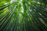 Fototapeta Sypialnia - Asian Bamboo forest, natural background